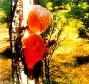 西黃蓍膠 西黃蓍膠