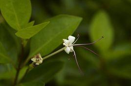 苦蓢樹[苦蓢樹]