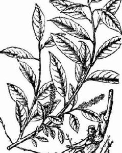 山黑柳[山黑柳]