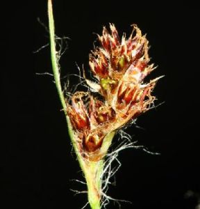 穗花地楊梅 穗花地楊梅