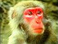 （圖）進化論-獼猴