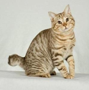 美國短尾貓 美國短尾貓