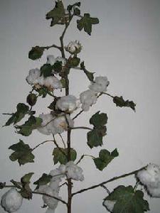 中棉所67 中棉所67