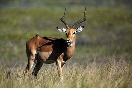 斑羚和赤斑羚 斑羚和赤斑羚