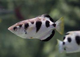 小鱗射水魚 小鱗射水魚