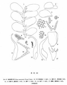 細角管葉苔 細角管葉苔