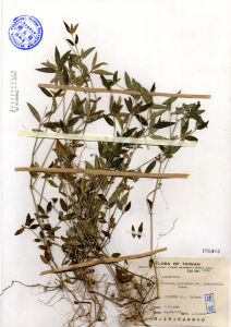 狹葉爵床 狹葉爵床