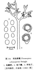 刺孢霜霉 刺孢霜霉