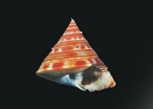 後藤翁戎螺 後藤翁戎螺