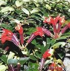 密葉苣苔屬 密葉苣苔屬