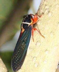 紅腳黑翅蟬 紅腳黑翅蟬