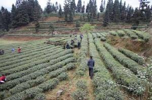 新景鄉[貴州沿河土家族自治縣轄鄉]