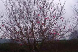 南寧山水桃花節 南寧山水桃花節