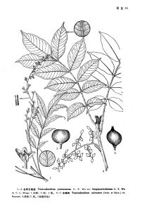 長序雲南漆 長序雲南漆