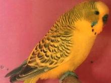 暗翅種（Darkwing）