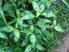 窄葉火炭母 窄葉火炭母