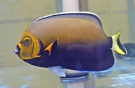 點荷包魚 點荷包魚