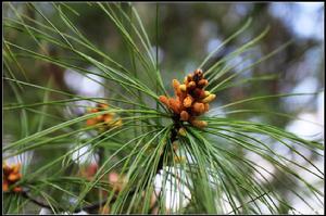 五針白皮松 五針白皮松