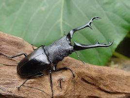 長頸鹿鋸鍬 長頸鹿鋸鍬