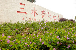 佛山三水荷花世界 佛山三水荷花世界