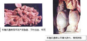 山羊布魯氏菌病 山羊布魯氏菌病