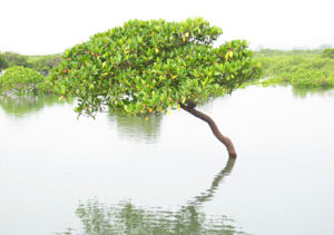 廣西山口國家級紅樹林自然保護區 廣西山口國家級紅樹林自然保護區