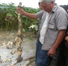 永城市慶良種植專業合作社（蓮藕基地）