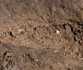 土壤計畫濕潤層 土壤計畫濕潤層