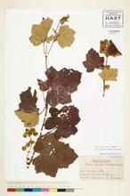 密腺羽萼懸鉤子 密腺羽萼懸鉤子