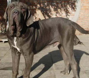 英國馬士提夫犬 英國馬士提夫犬