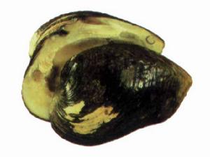 佛耳麗蚌 佛耳麗蚌