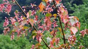 紫葉五尖槭(亞種) 紫葉五尖槭(亞種)