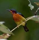 紫頰直嘴太陽鳥