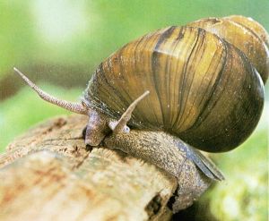 中華圓田螺 中華圓田螺