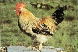 峒中矮雞 峒中矮雞