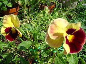 （圖）野生三色堇