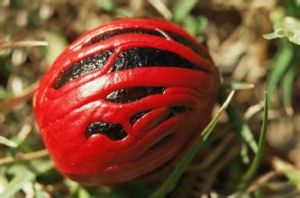 肉豆蔻屬 肉豆蔻屬