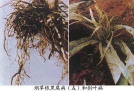 菸草根黑腐病 菸草根黑腐病