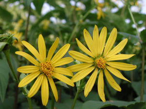 毛葉向日葵 毛葉向日葵