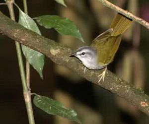 白眉王森鶯 白眉王森鶯