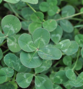 中間車軸草 中間車軸草