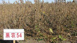 黑農54 黑農54