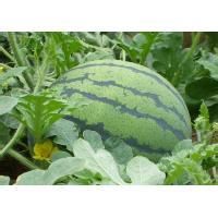 天涯紅1號 天涯紅1號