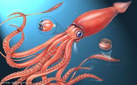 洪堡烏賊 洪堡烏賊