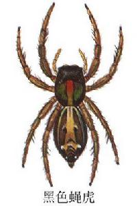 黑色蠅虎 黑色蠅虎