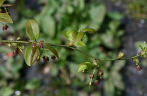 阿里山清風藤 阿里山清風藤