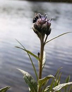 中間風毛菊 中間風毛菊