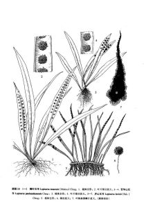 廬山瓦韋 廬山瓦韋