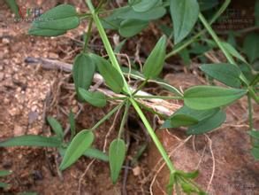 四葉茜草 四葉茜草