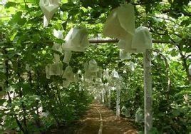 水果套袋 水果套袋